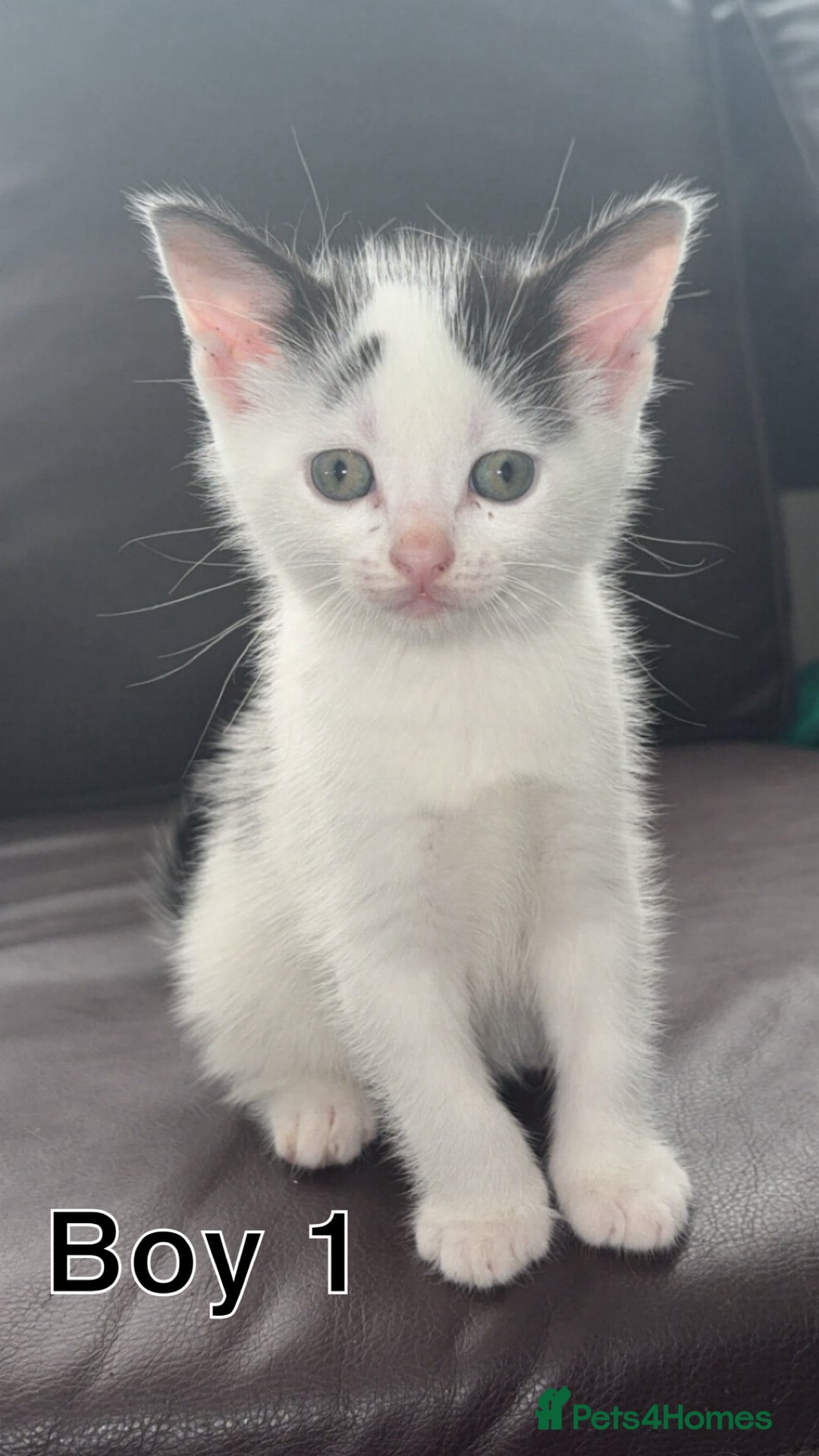 Mixed Breed cats for sale: 3 boys looking for their forever home! - Image 1