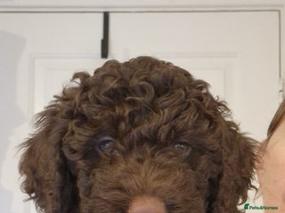 Lagotto Romagnolo dogs - Advert 1
