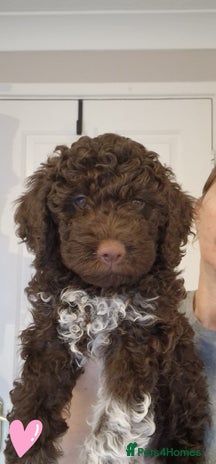 Lagotto Romagnolo dogs - Advert 1