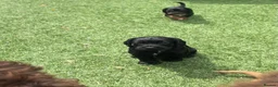 Cocker Spaniel dogs for sale: Beautiful working cocker spaniel puppies - Advert 22