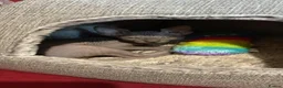 Sphynx cats for sale: Very loving Blue Sphynx Boy - Advert 1