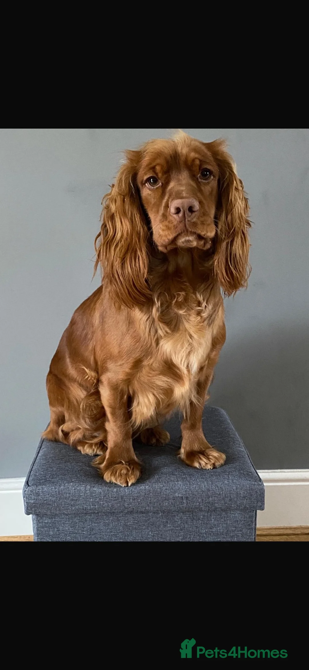 Cockapoo dogs for sale: 6 Gorgeous Dark Red F1 Cockapoo puppies - Advert 2