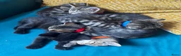 Mixed Breed cats for sale: Beautiful kittens in Strathdon - Advert 18