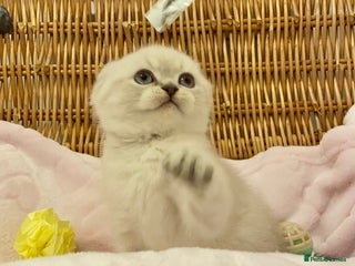 British Shorthair cats 🧸EXCEPTIONAL QUALITY PURE BREED BSH TEDDY BEARS🧸 - Advert 1