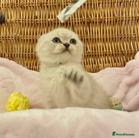 British Shorthair cats 🧸EXCEPTIONAL QUALITY PURE BREED BSH TEDDY BEARS🧸 - Advert 1