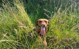 Labrador Retriever dogs for stud: Dark Fox Red KC fox red Labrador for Stud in Hereford - Image 20