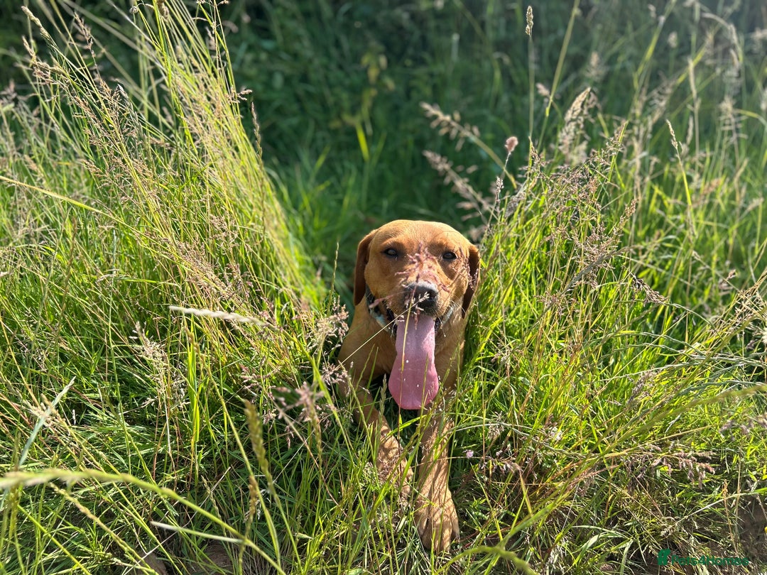 Labrador Retriever dogs for stud: Dark Fox Red KC fox red Labrador for Stud in Hereford - Image 20