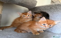 Mixed Breed cats for sale: Beautiful Gingers - Advert 6