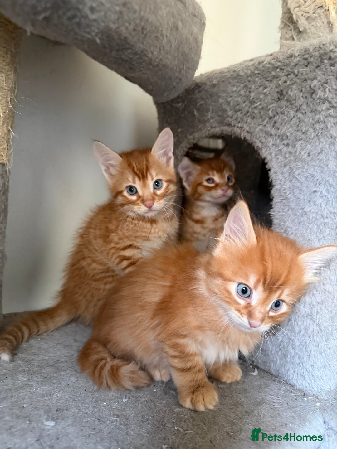 Mixed Breed cats for sale: Beautiful Gingers - Advert 6