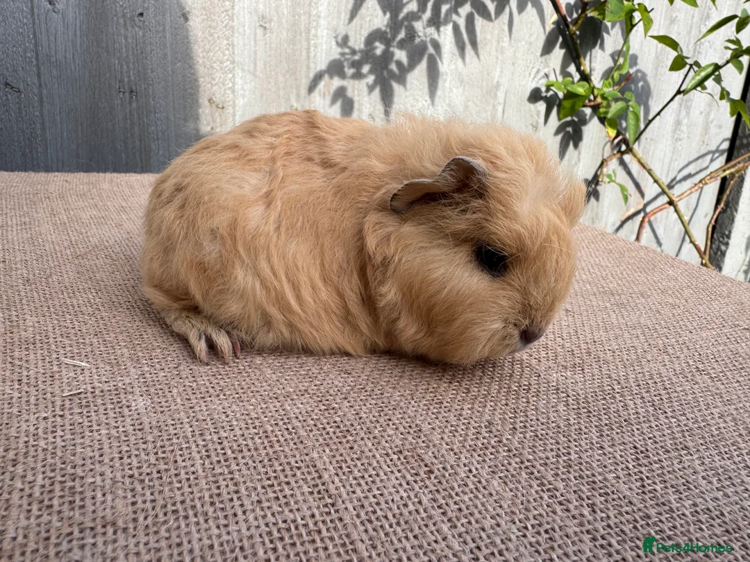 Guinea Pig rodents for sale: Beautiful Swiss boar  - Advert 7