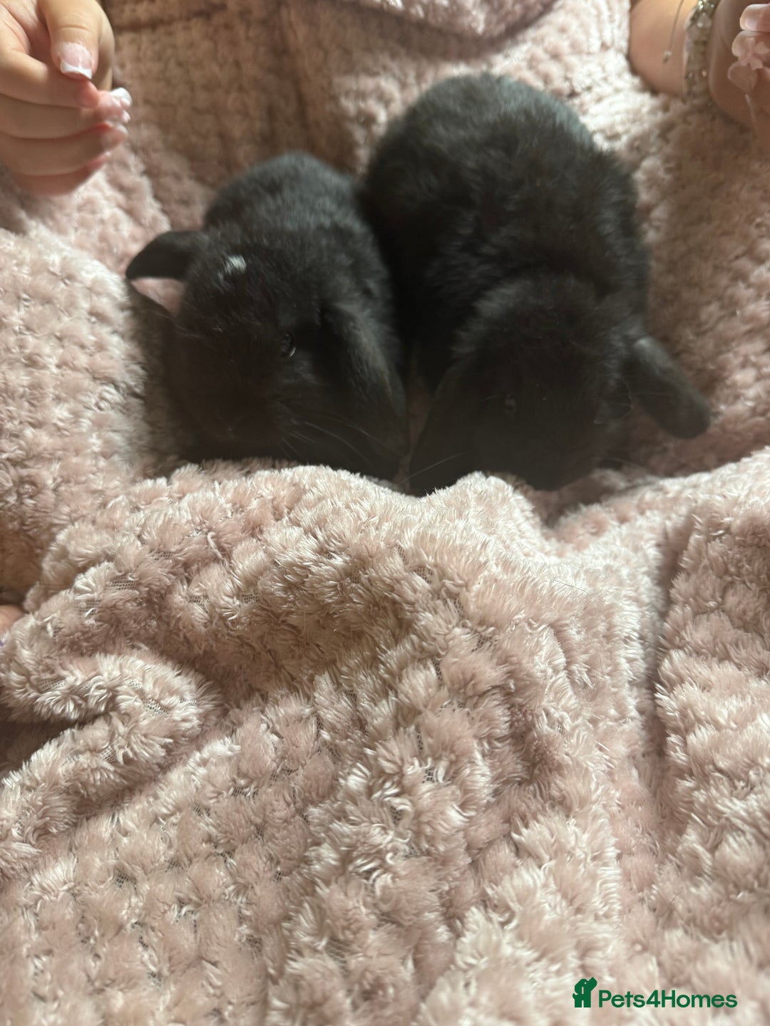 Mini Lop rabbits for sale: 🐰🐰 Mini Lop Rabbit’s 🐰🐰 - Image 7