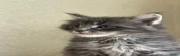 Maine Coon cats for sale: Maine Coon boy  - Advert 6