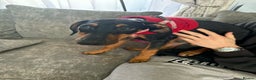 Mixed Breed dogs for sale: Myla Lurcher x Doberman - Advert 3