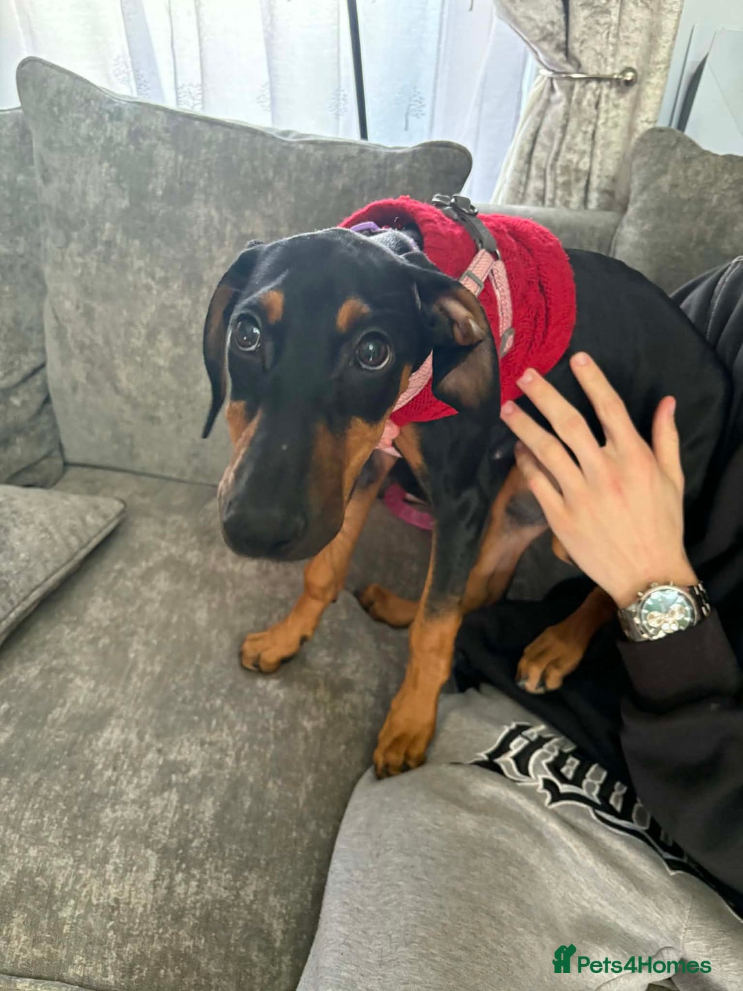 Mixed Breed dogs for sale: Myla Lurcher x Doberman - Advert 3