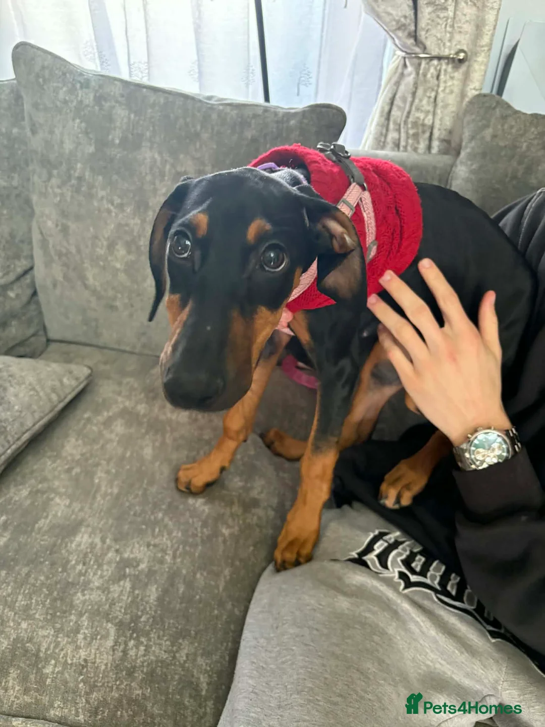 Mixed Breed dogs for sale: Myla Lurcher x Doberman - Advert 3