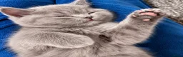 British Shorthair cats for sale: Beautiful British Shorthair Kittens - Advert 2