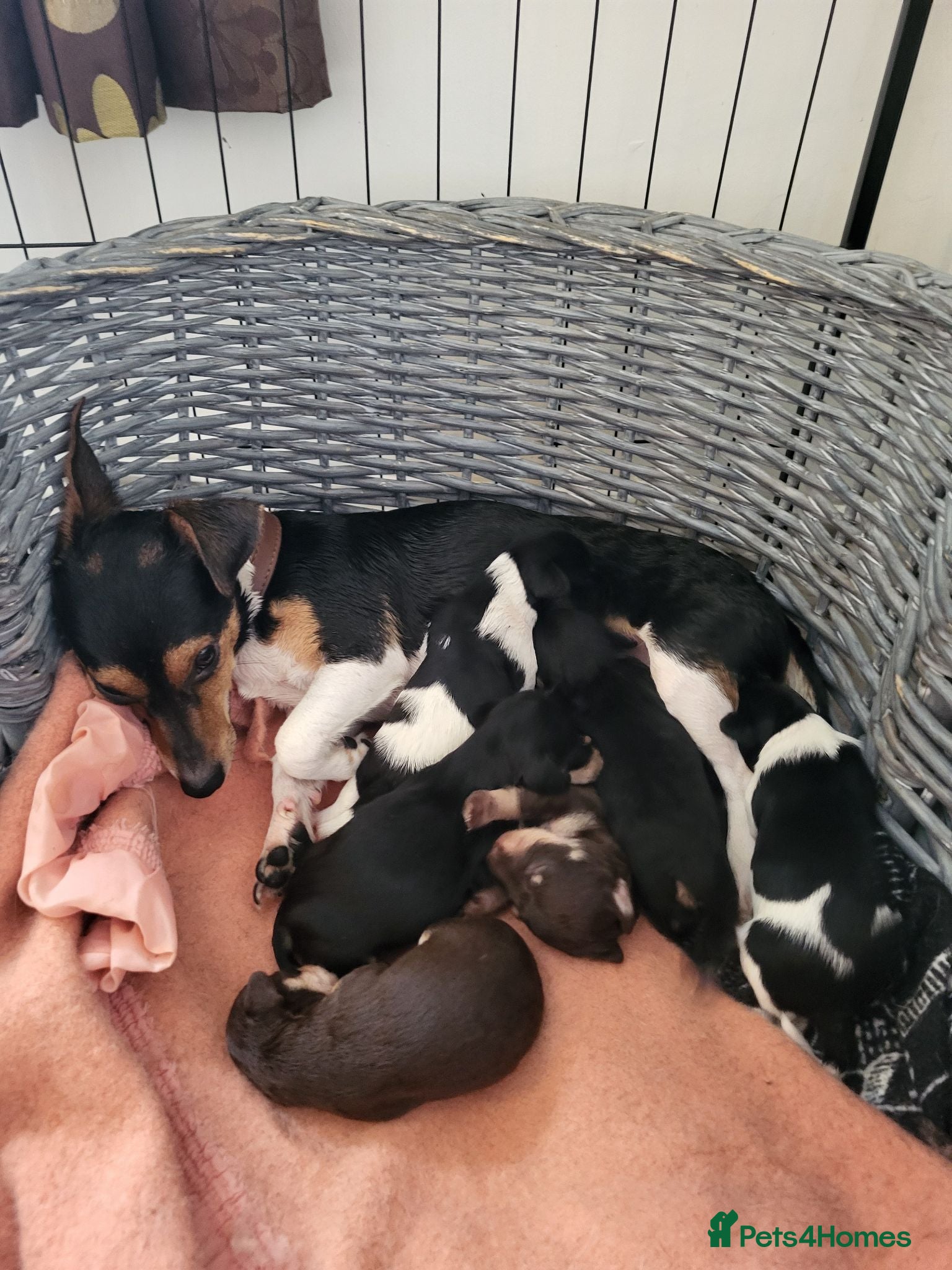 Jack Russell dogs Jack russle pups  - Advert 3
