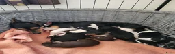 Jack Russell dogs for sale: Jack russle pups  - Advert 1