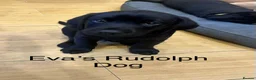 Labrador Retriever dogs for sale: Black & Fox Red KC Labrador Puppies - Advert 21