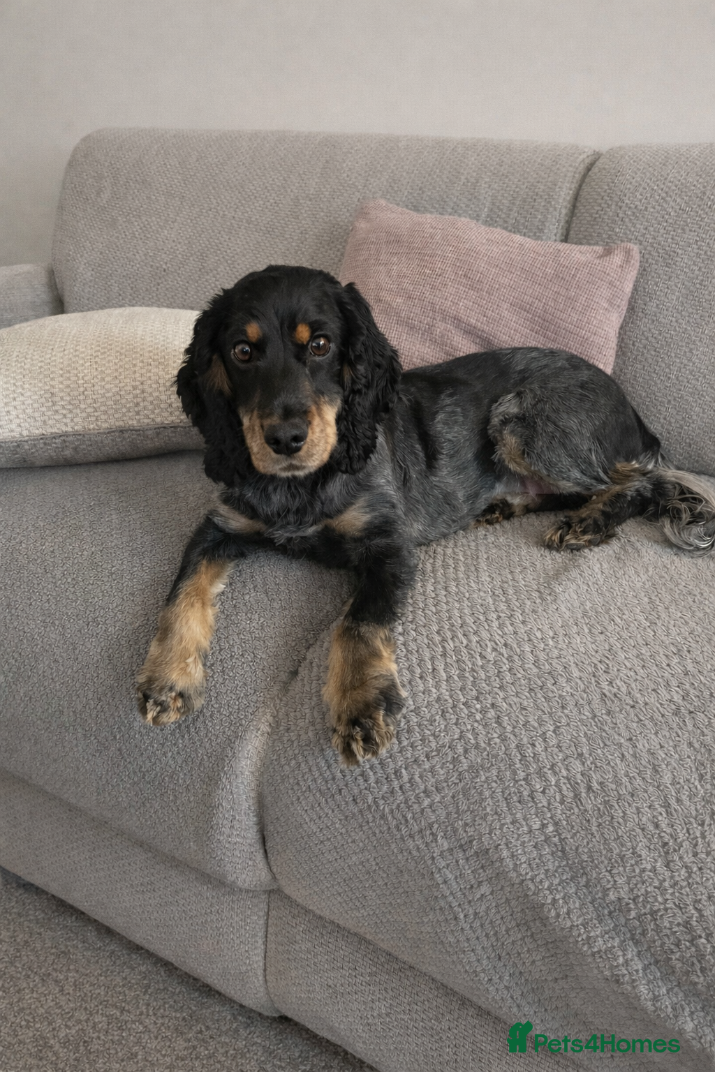 Cocker Spaniel dogs 2 year old Cocker spaniel for sale  in Lincoln - Advert 1