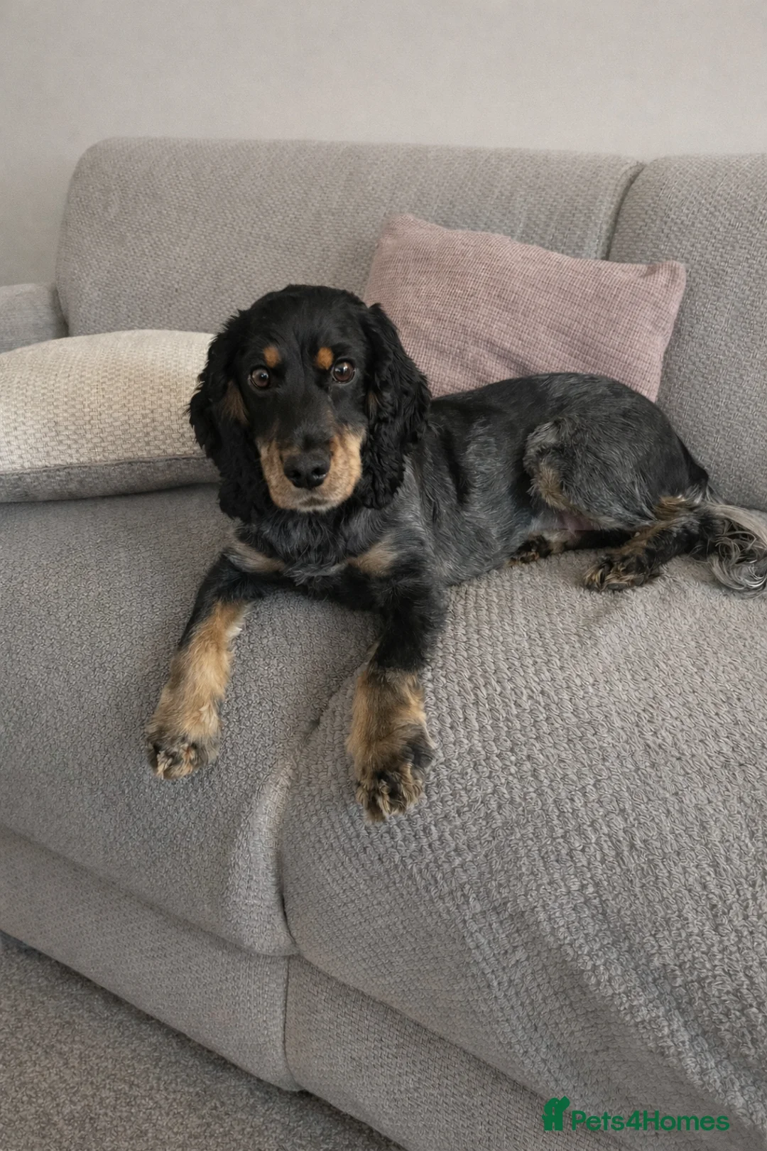 Cocker Spaniel dogs for sale: 2 year old Cocker spaniel for sale  in Lincoln - Advert 1