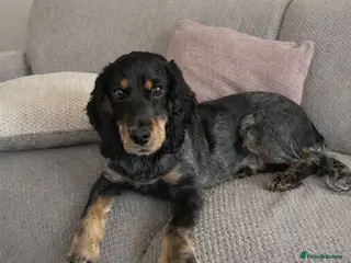 Cocker Spaniel dogs 2 year old Cocker spaniel for sale in Lincoln - Advert 1