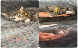 Mixed Breed cats for sale: Beautiful kittens  - Image 3