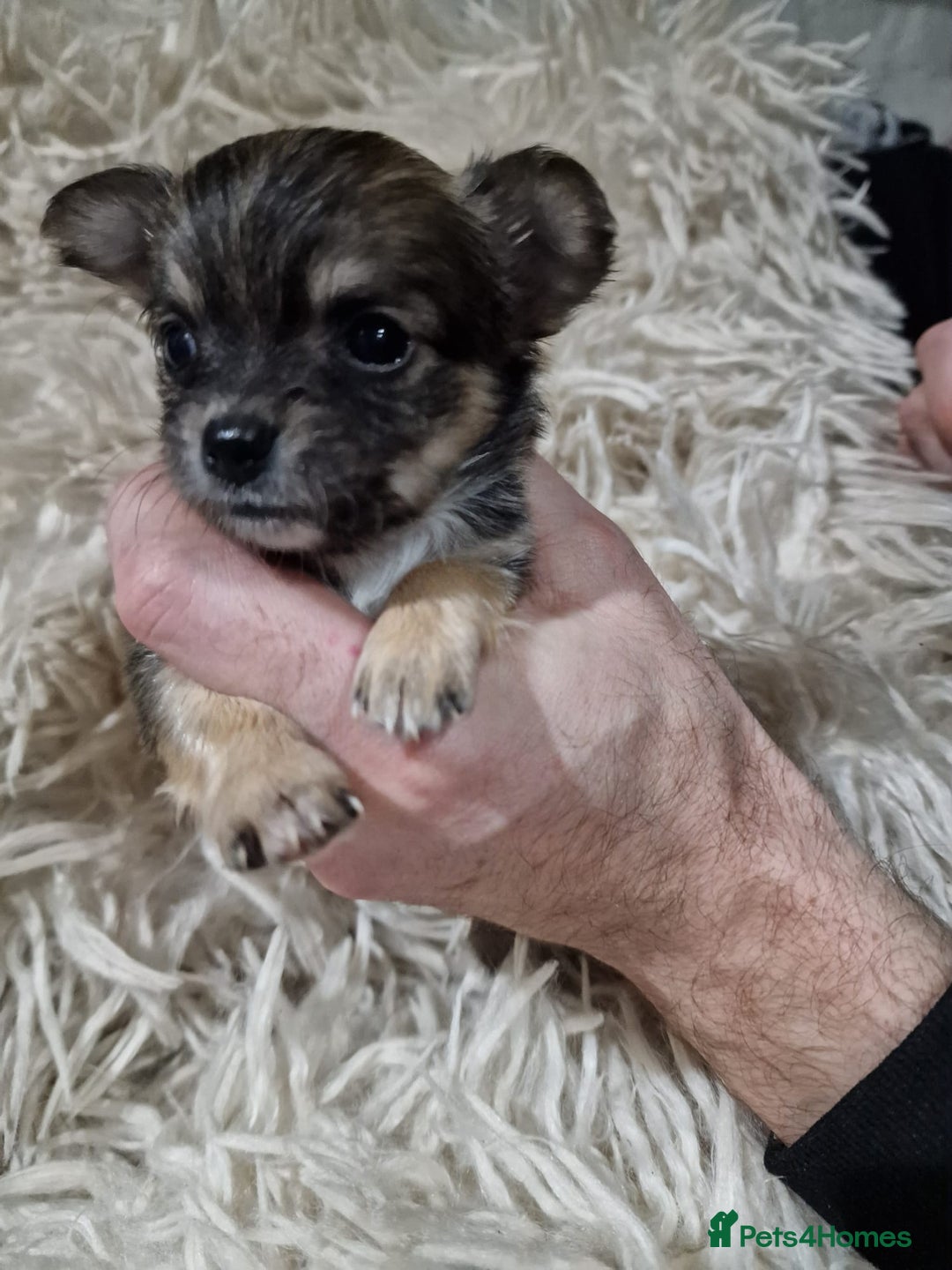 Chihuahua dogs for sale: Small chihuahuas - Advert 7