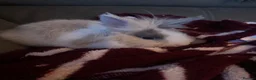 Lionhead rabbits for sale: Rehoming - Advert 2
