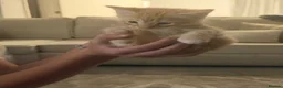 Mixed Breed cats for sale: Ginger male kitten  in Sheerness - Advert 3