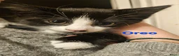British Shorthair cats for sale: British Short Haired and Turkish Angora mix  - Advert 6