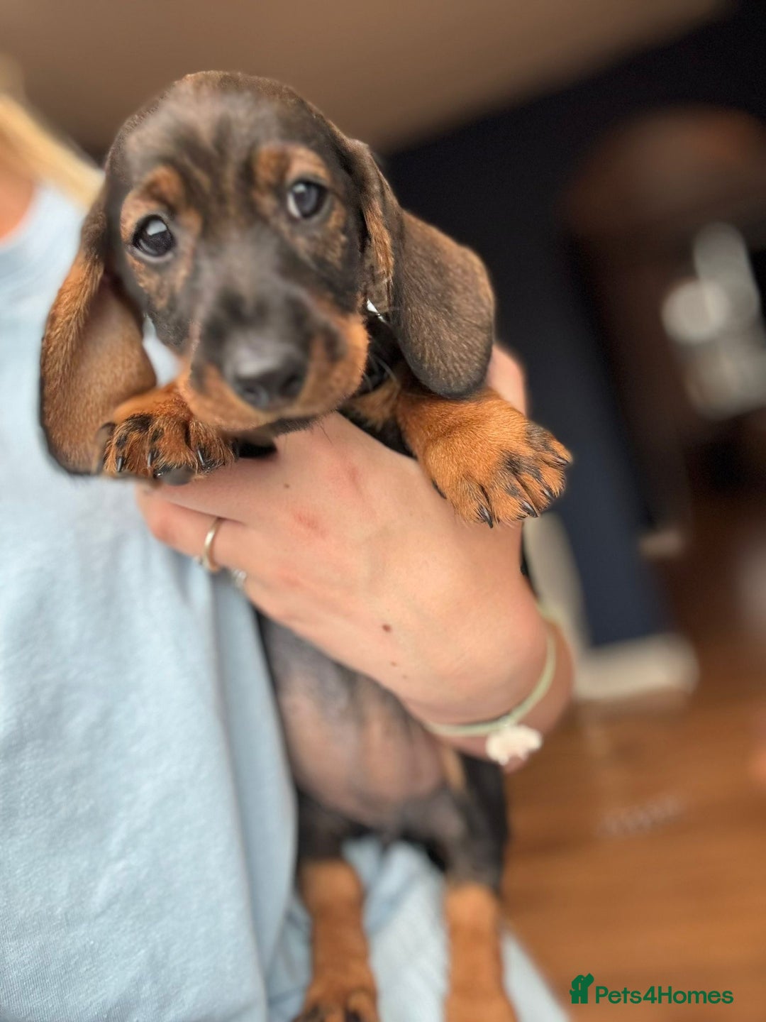 Dachshund dogs for sale: KC Register Standard Wirehaired Dachshund Puppies in Lincoln - Image 35