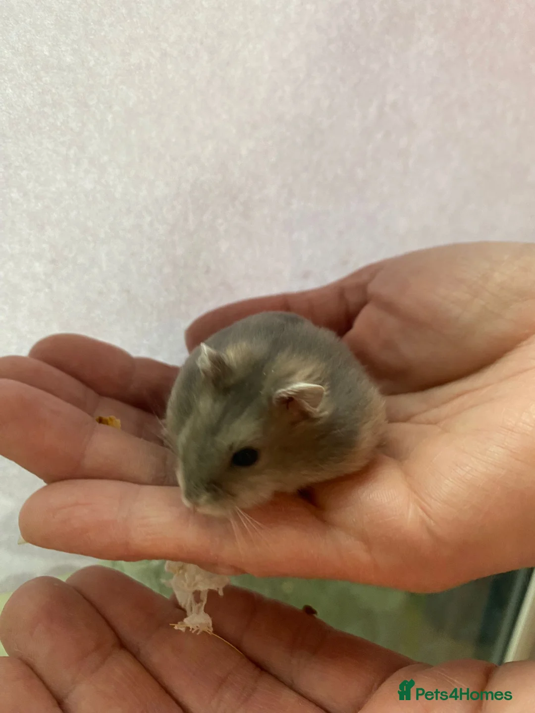 Hamster rodents for sale: Baby winter white dwarf hamsters ready now  - Advert 2