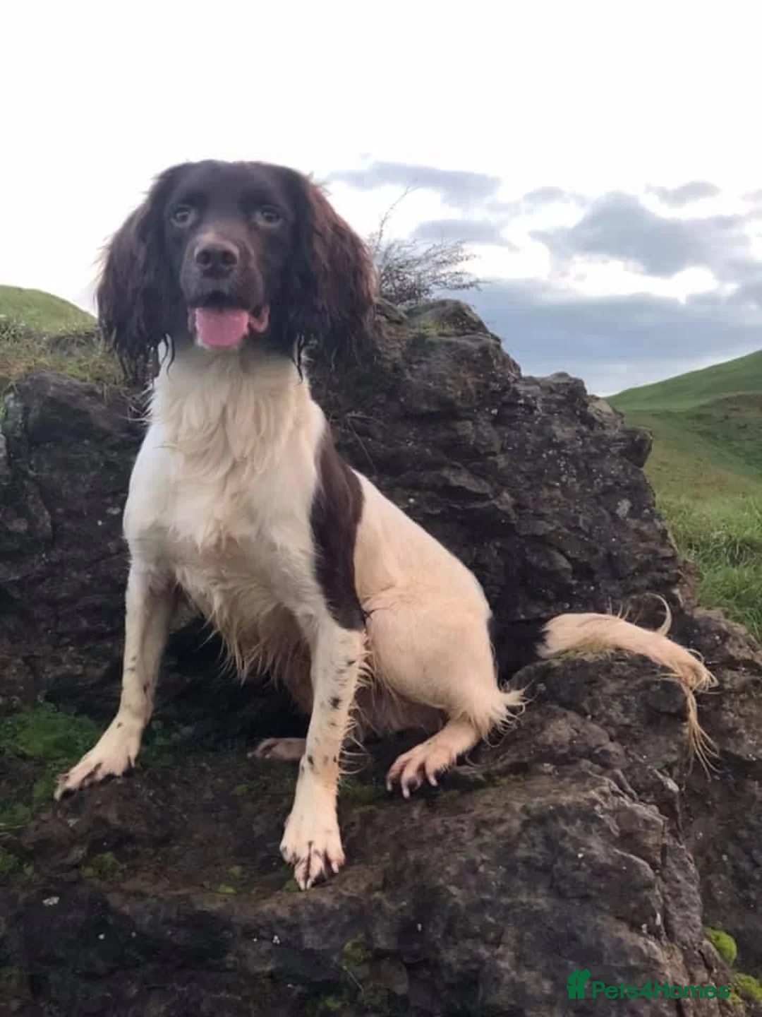 English Springer Spaniel dogs for sale: exceptionally well bred L&W / B&W springer puppies - Advert 16