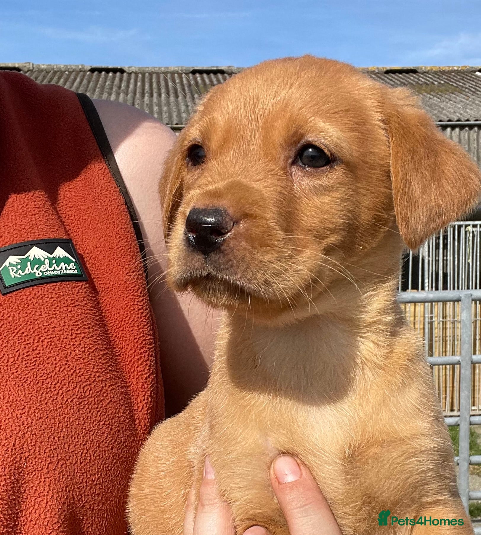 Labrador Retriever dogs KC Reg. Health Tested Parents.  - Advert 7