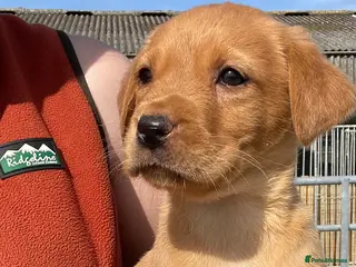 Labrador Retriever dogs KC Reg. Health Tested Parents. - Advert 7