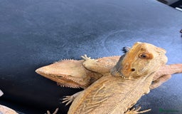 Bearded Dragon reptiles for sale: 3 Bearded dragons  - Advert 2
