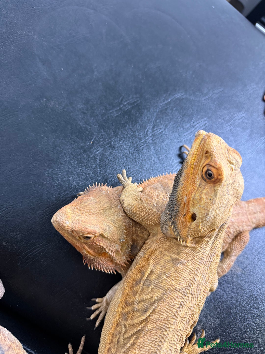 Bearded Dragon reptiles for sale: 3 Bearded dragons  - Advert 2
