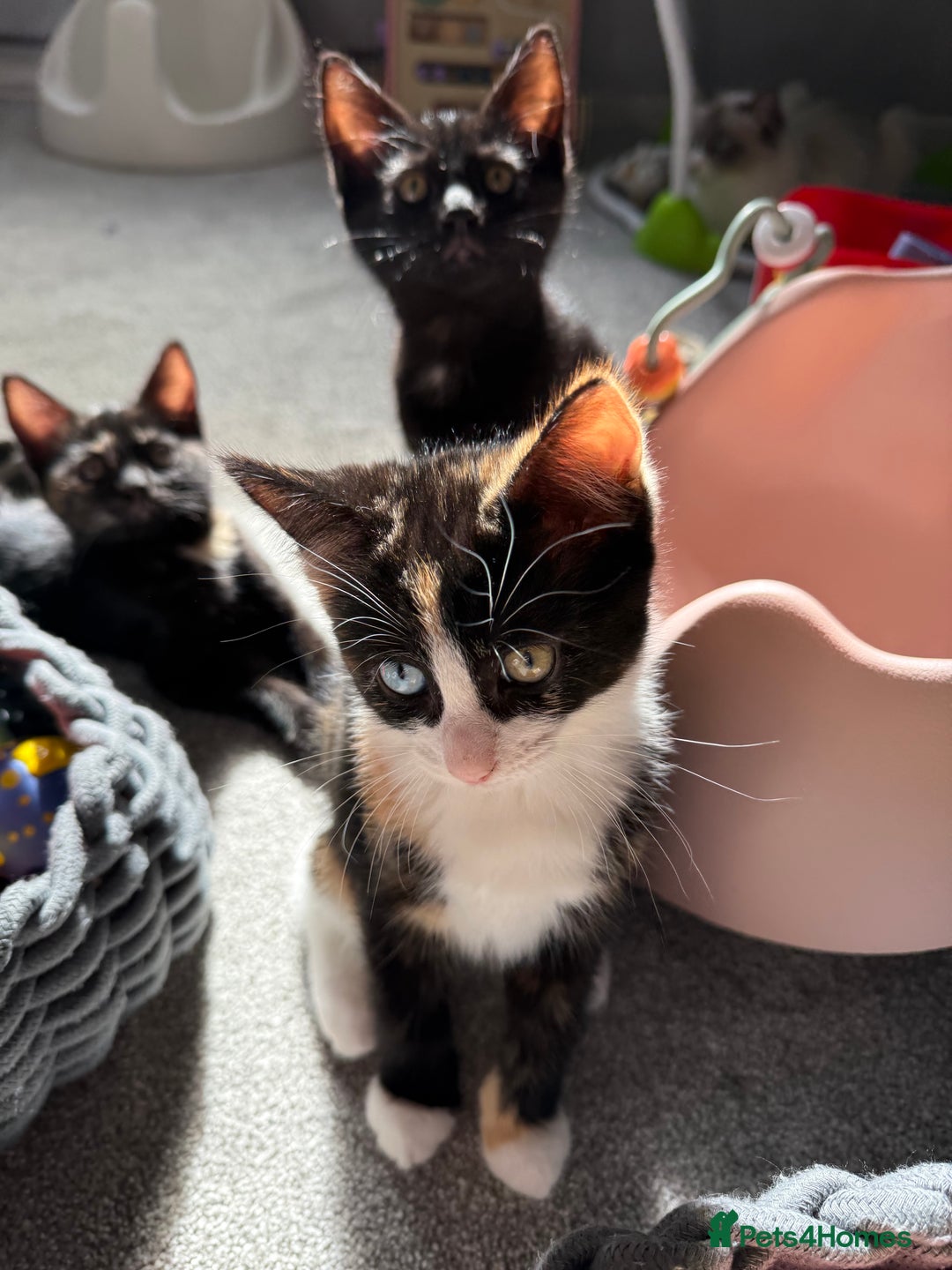 RagaMuffin cats for sale: Ragamuffin kittens  - Image 34