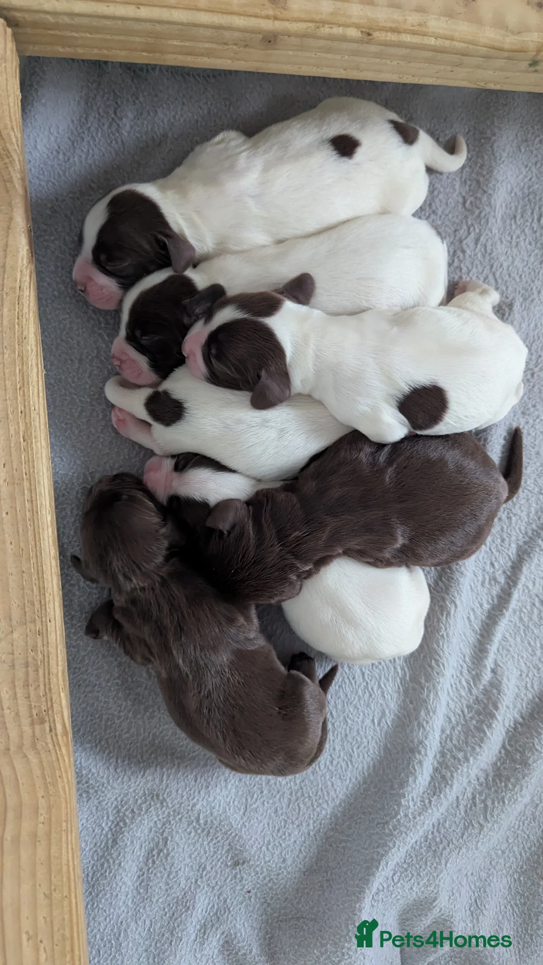 Sprocker dogs for sale: Sprocker Puppies - Cocker x Springer Spaniel - Advert 16