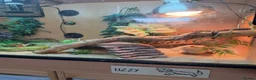 Bearded Dragon reptiles for sale: Bearded Dragon and Full Set up  - Advert 3