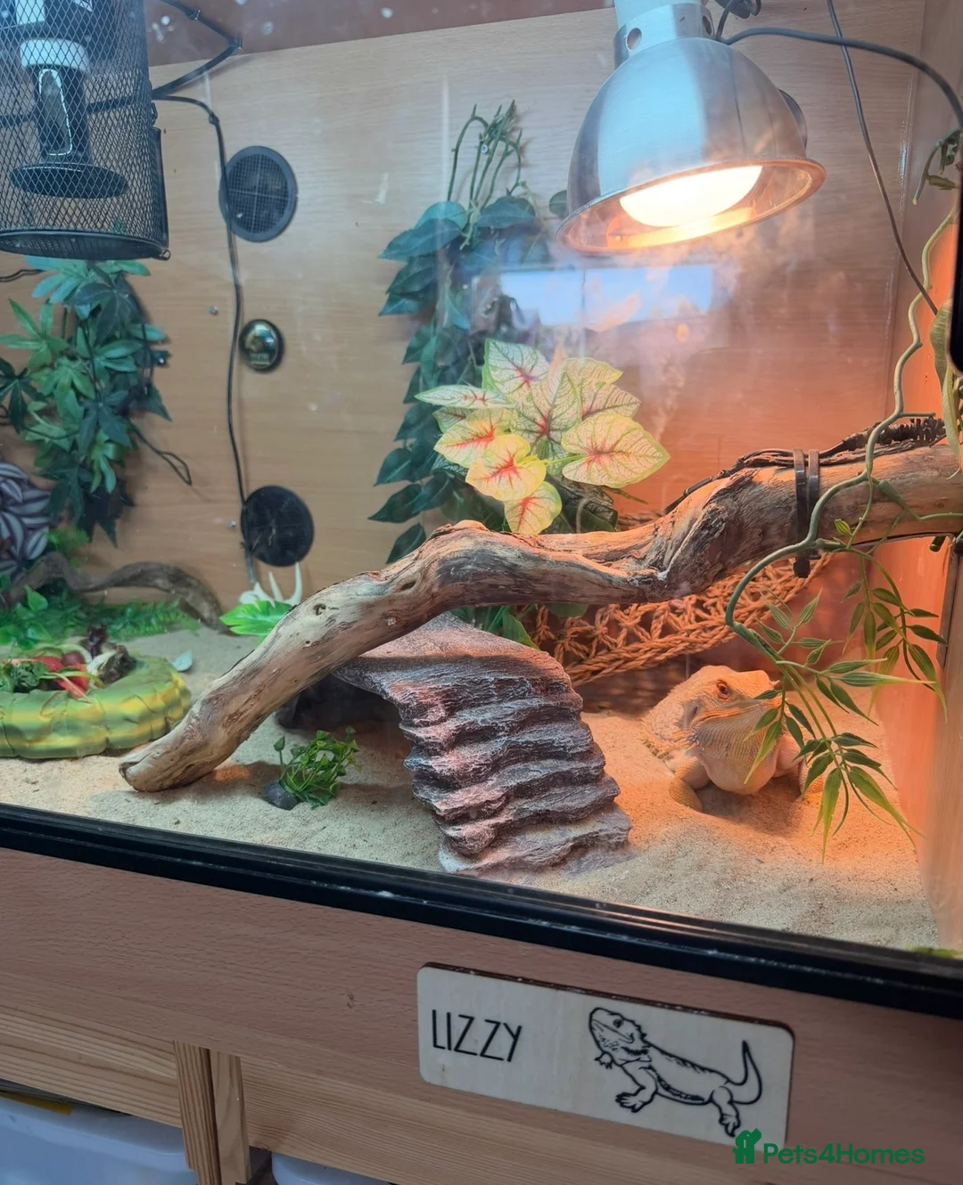 Bearded Dragon reptiles for sale: Bearded Dragon and Full Set up  - Advert 3