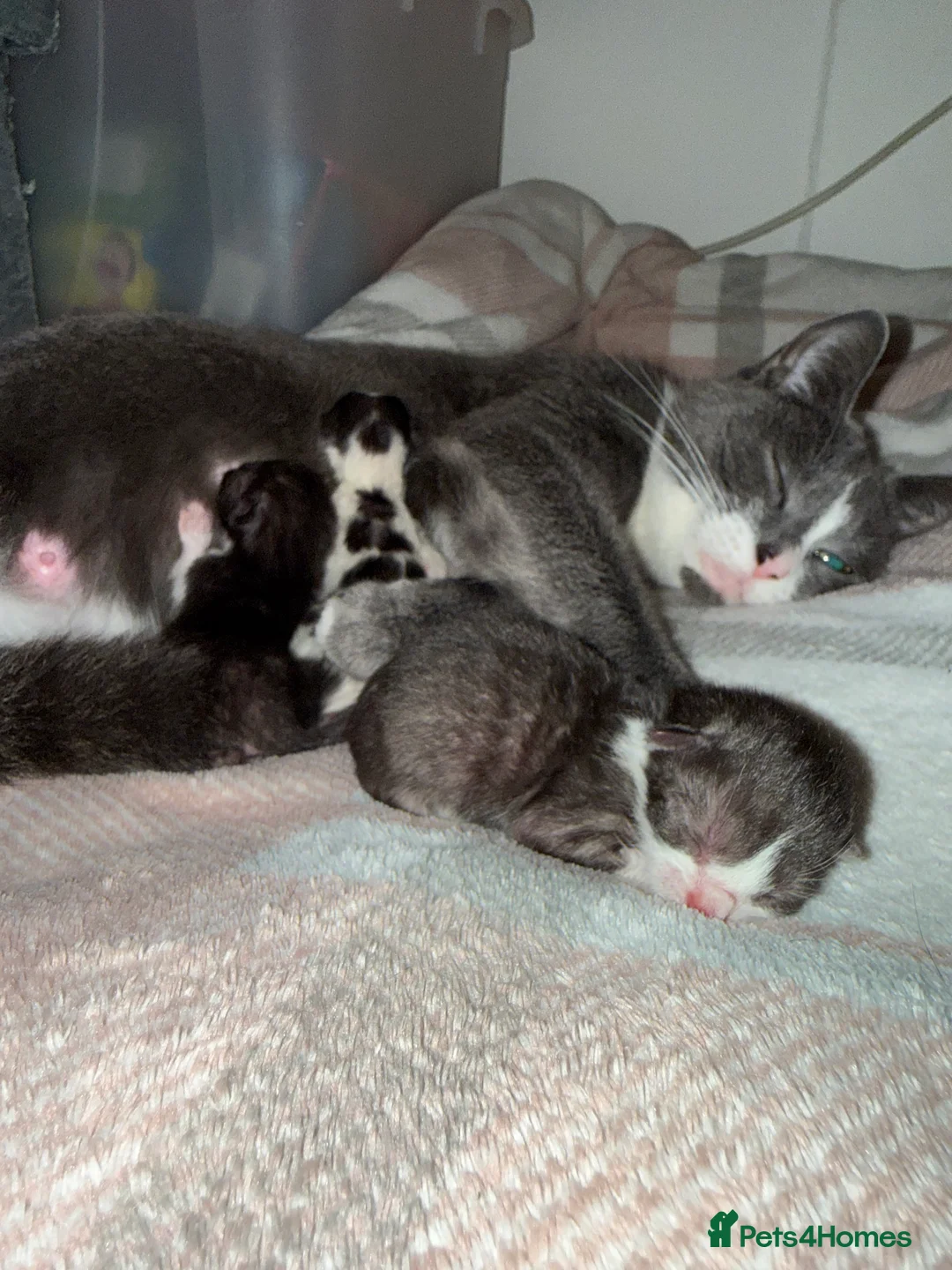 Mixed Breed cats for sale: Kittens  - Advert 2