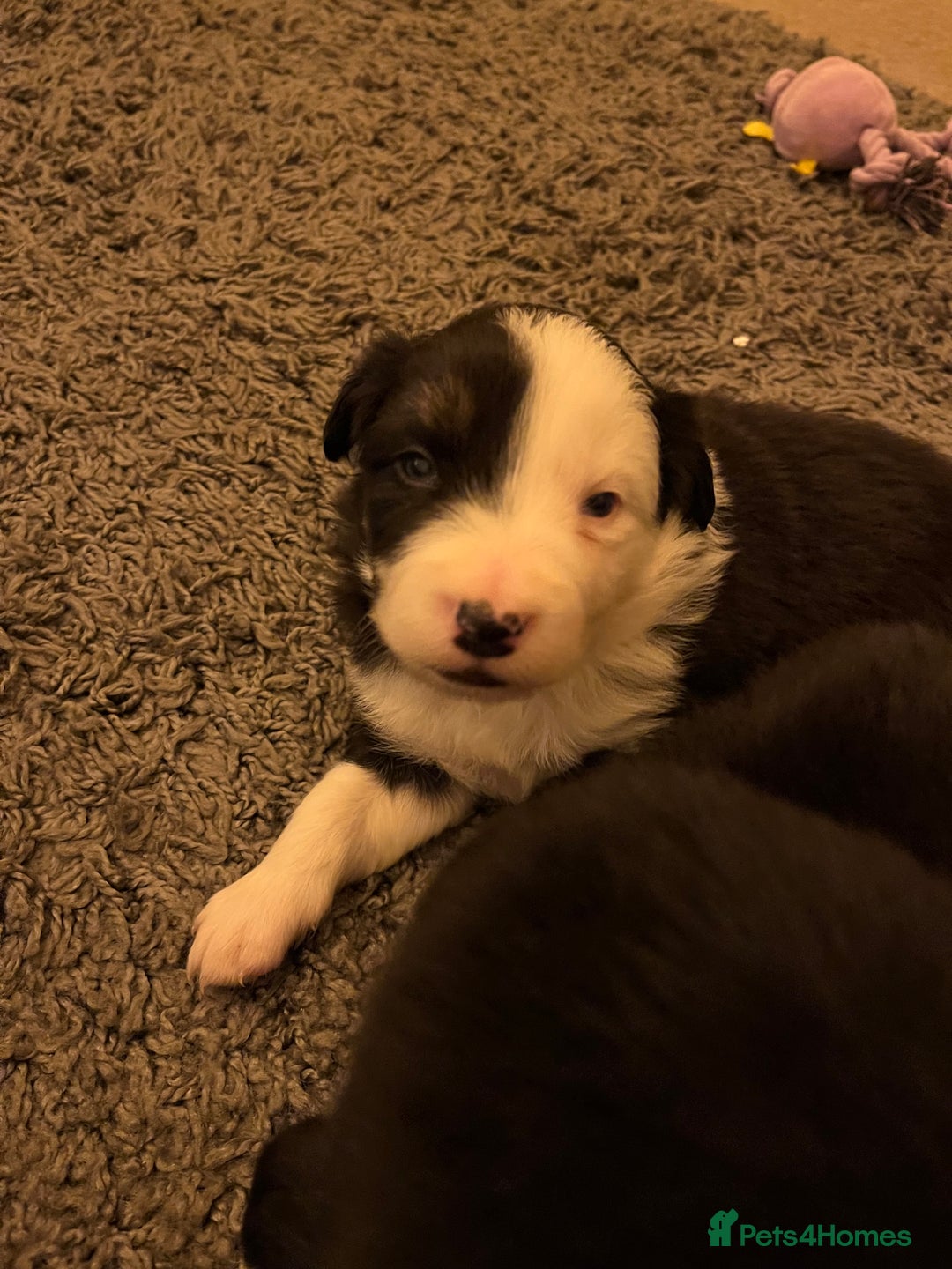 Border Collie dogs for sale: Beautiful Tri-colour border collies - Image 15