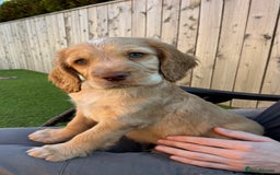 Sprocker dogs for sale:  Sprocker spaniel puppies - Ready Soon ! - Image 2
