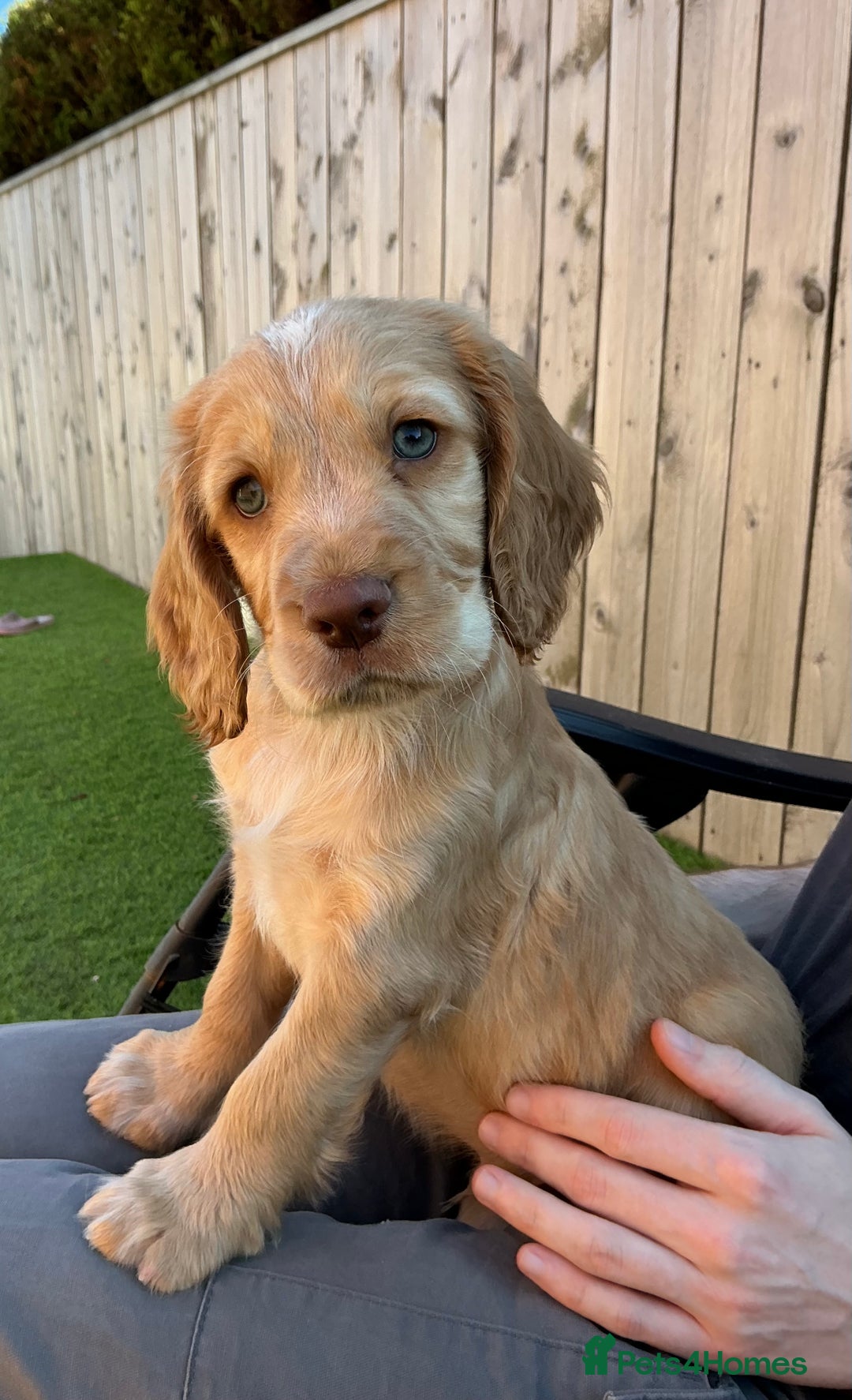 Sprocker dogs for sale:  Sprocker spaniel puppies - Ready Soon ! - Image 2