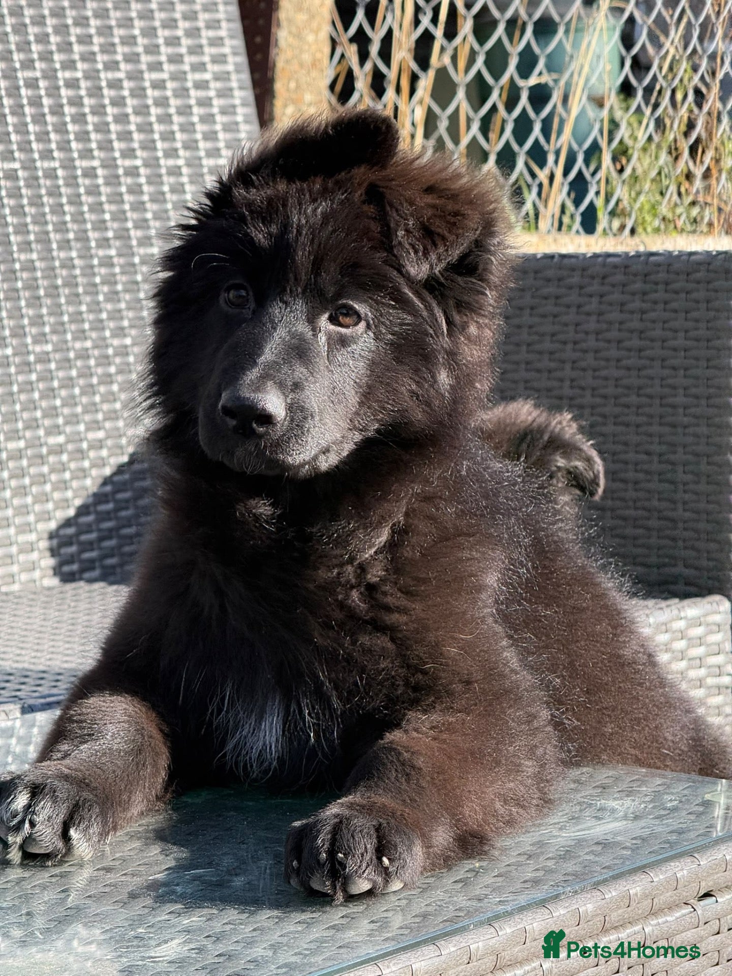 German Shepherd dogs LONG HAIR GERMAN SHEPHERD PUPPIES, TOP BLOODLINES - Advert 1