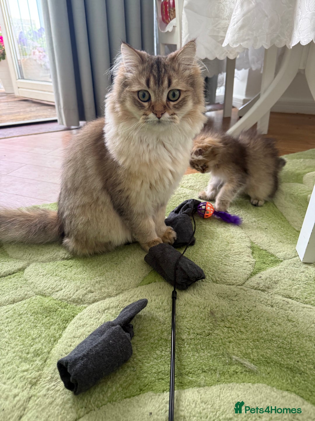 British Longhair cats for sale: British Longair and Shorthair Kittens for sale - Image 2