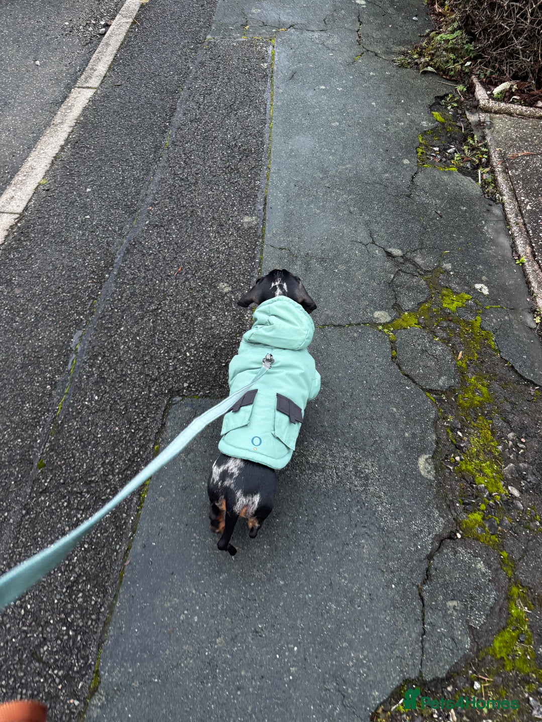 Dachshund dogs for sale: Silver dapple Miniature Dacshund- Name - Reggie    - Advert 5