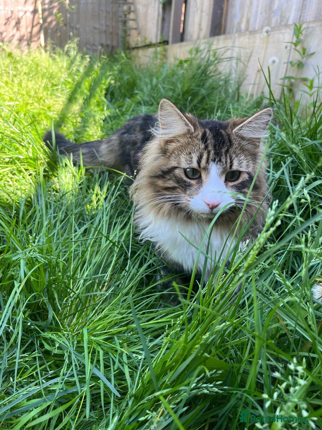 British Longhair cats for sale: Outdoor cat - Image 3